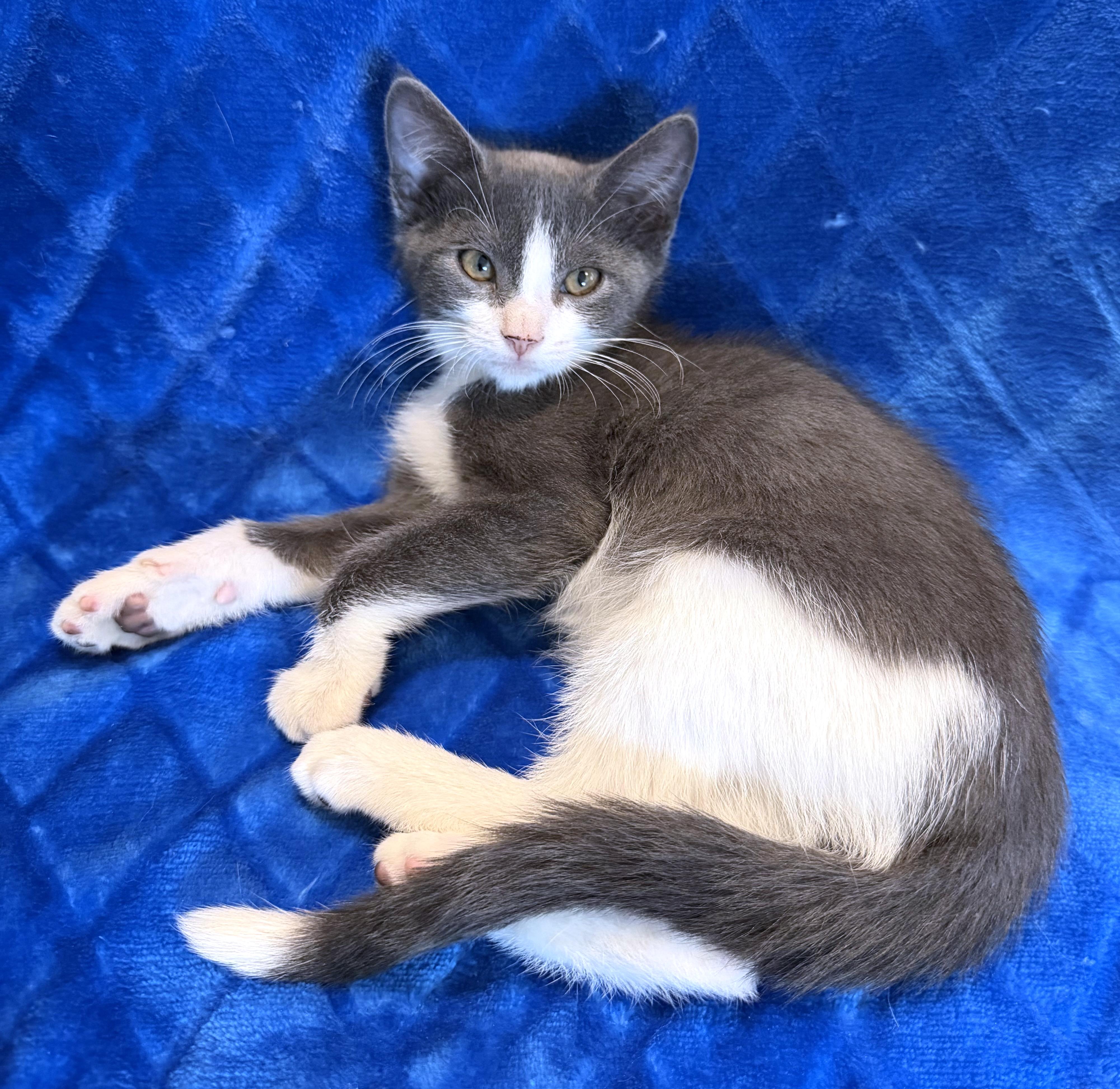 Enlarge Wolfie, a Adoptable mixed breed in Lake Monroe, FL image 3/4