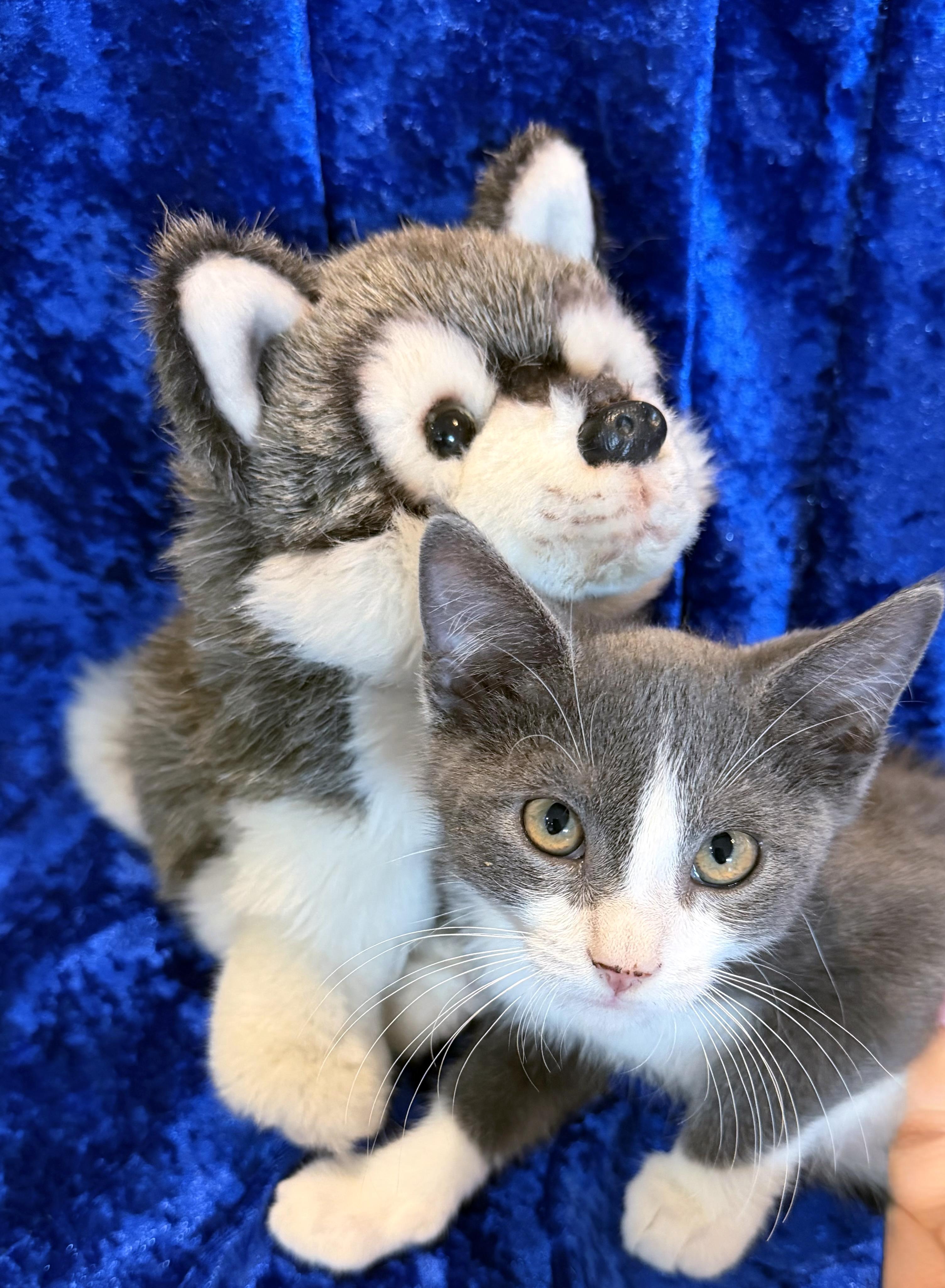 Enlarge Wolfie, a Adoptable mixed breed in Lake Monroe, FL image 2/4