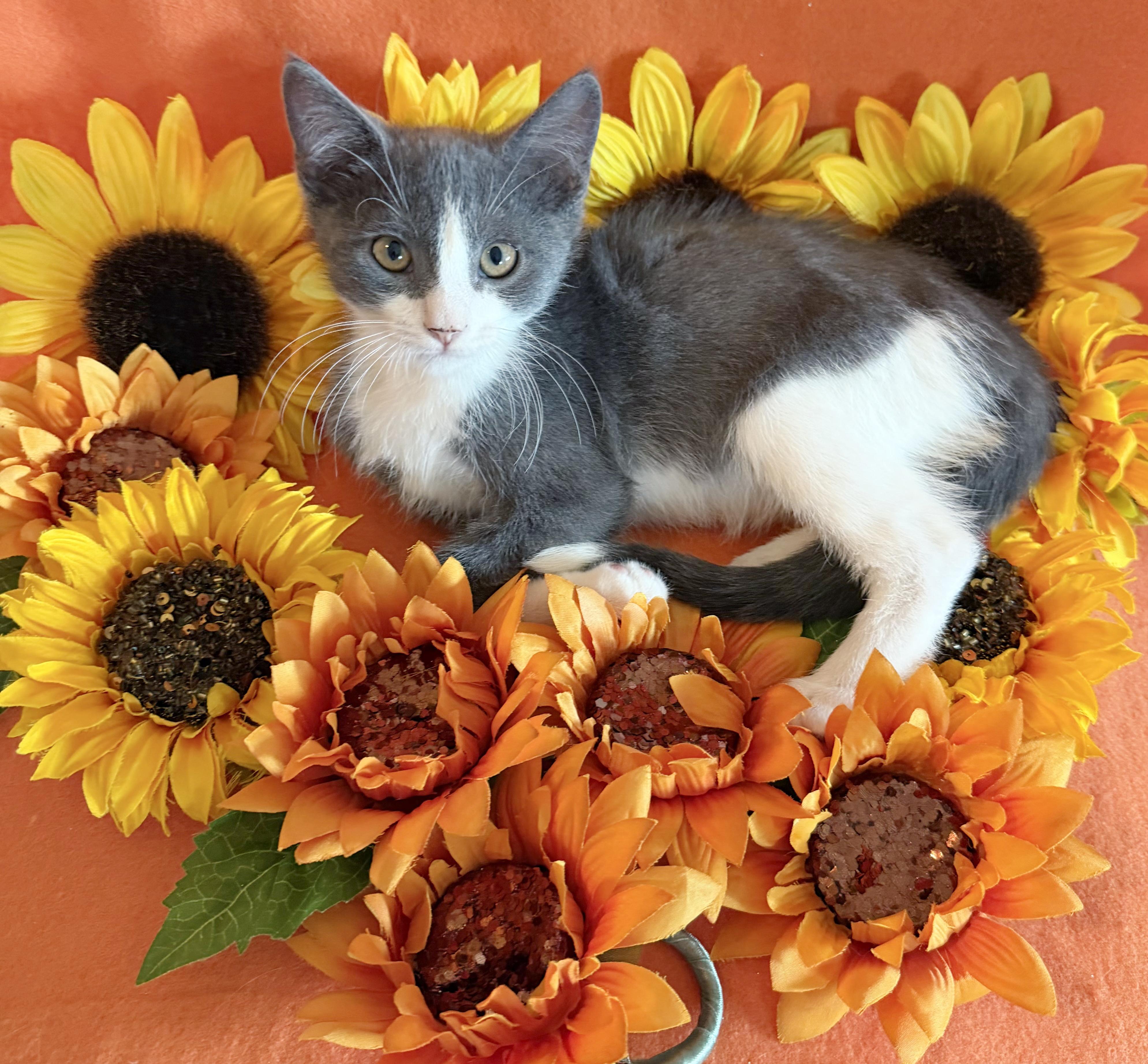 Wolfie, Adoptable, Kitten Male Domestic Short Hair.