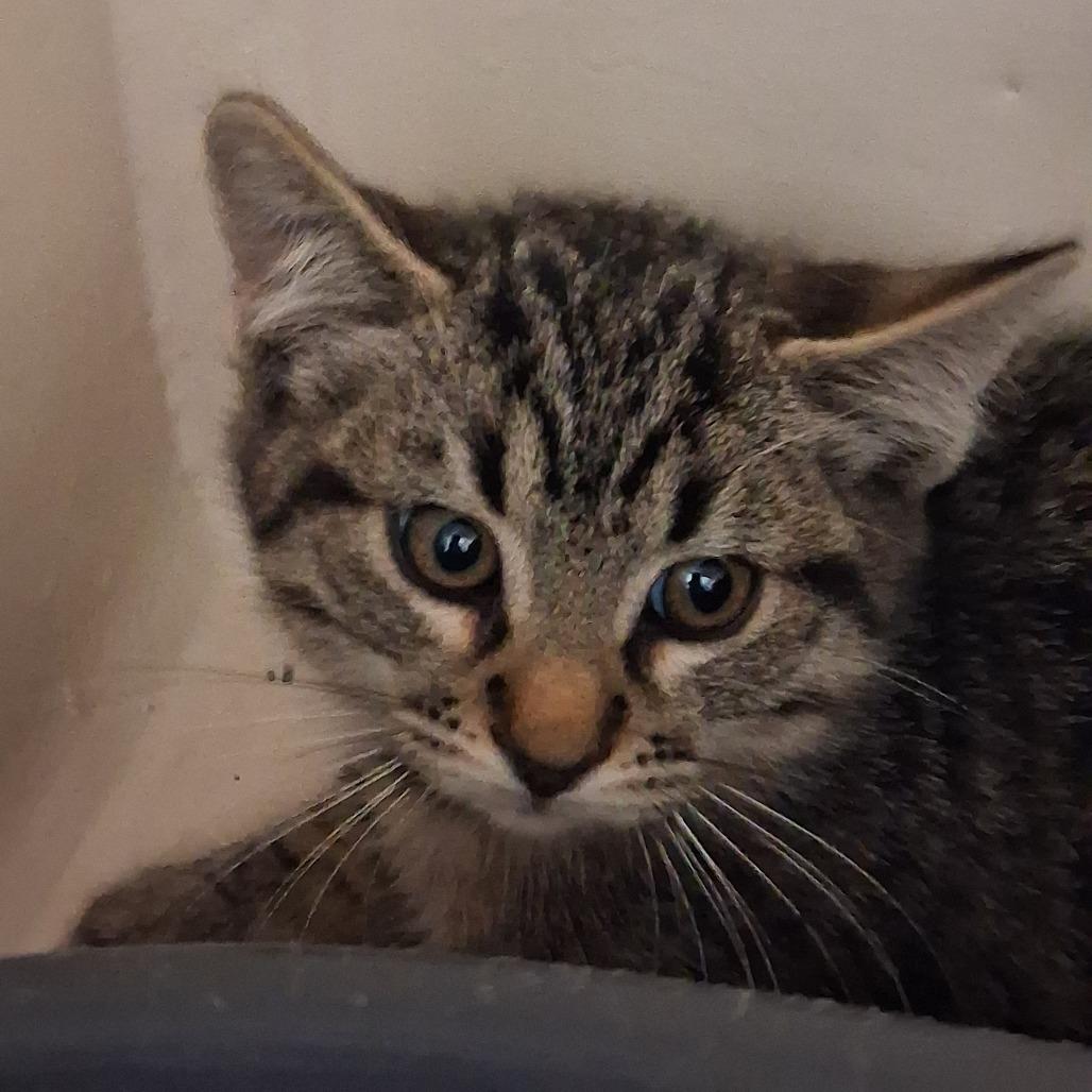Prickly Pear, Adoptable, Kitten Female Domestic Short Hair.