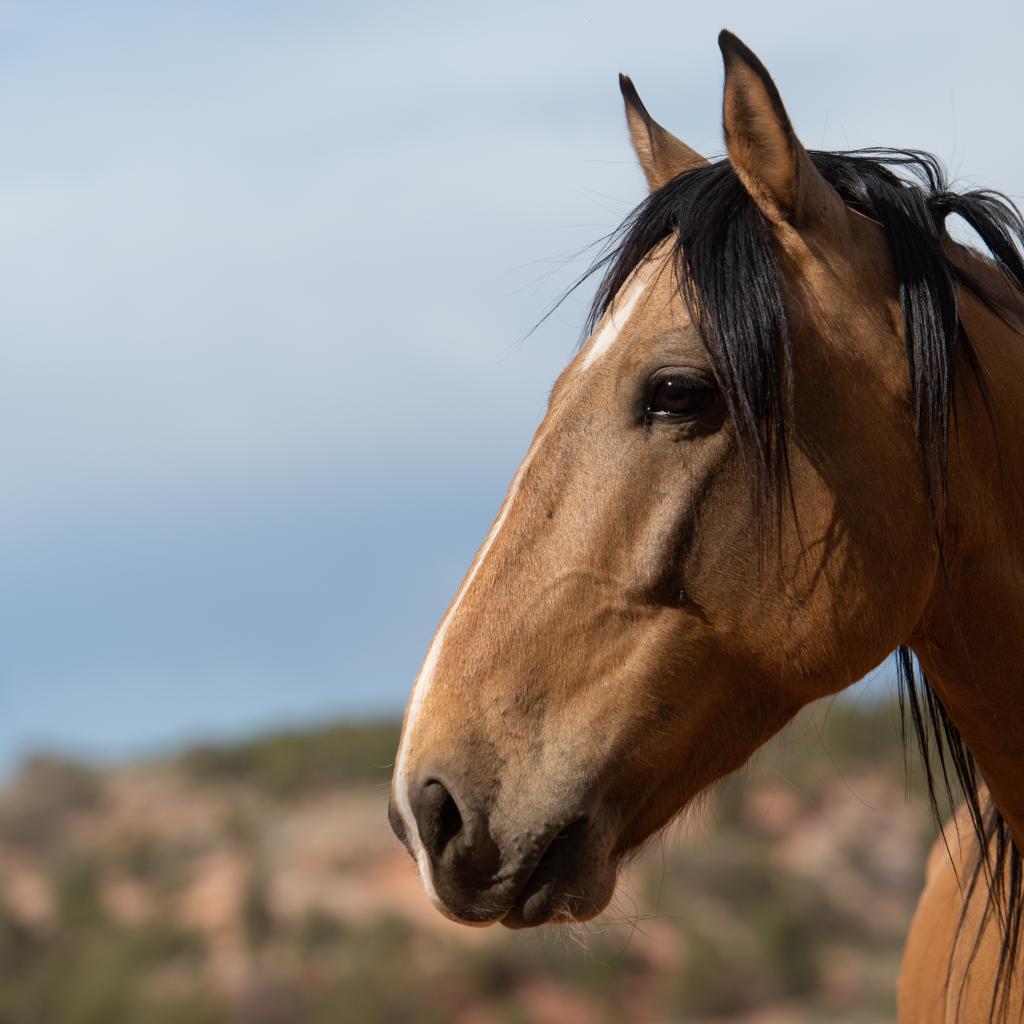 Enlarge Clancy, a Adoptable mixed breed in Kanab, UT image 1/6