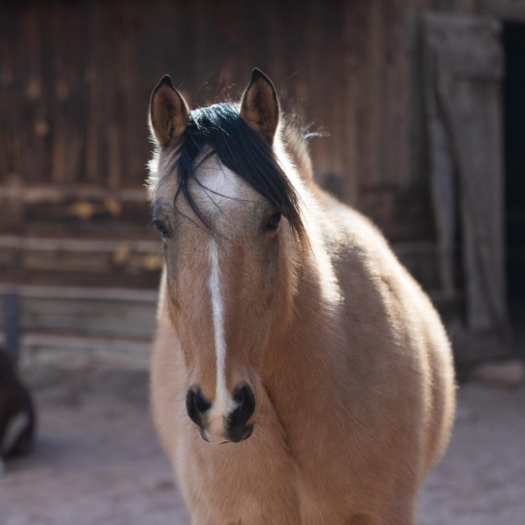 Enlarge Clancy, a Adoptable mixed breed in Kanab, UT image 2/6