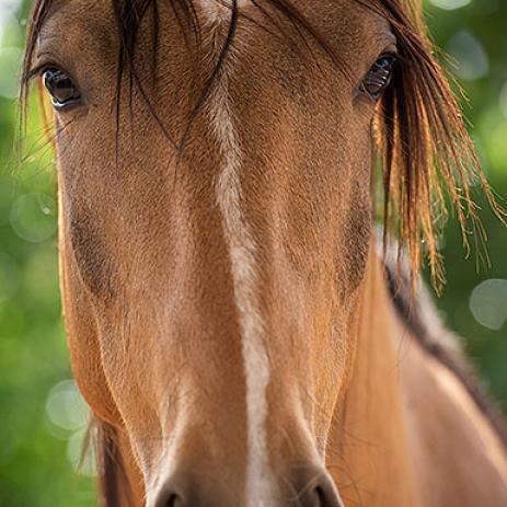 Enlarge Clancy, a Adoptable mixed breed in Kanab, UT image 4/6