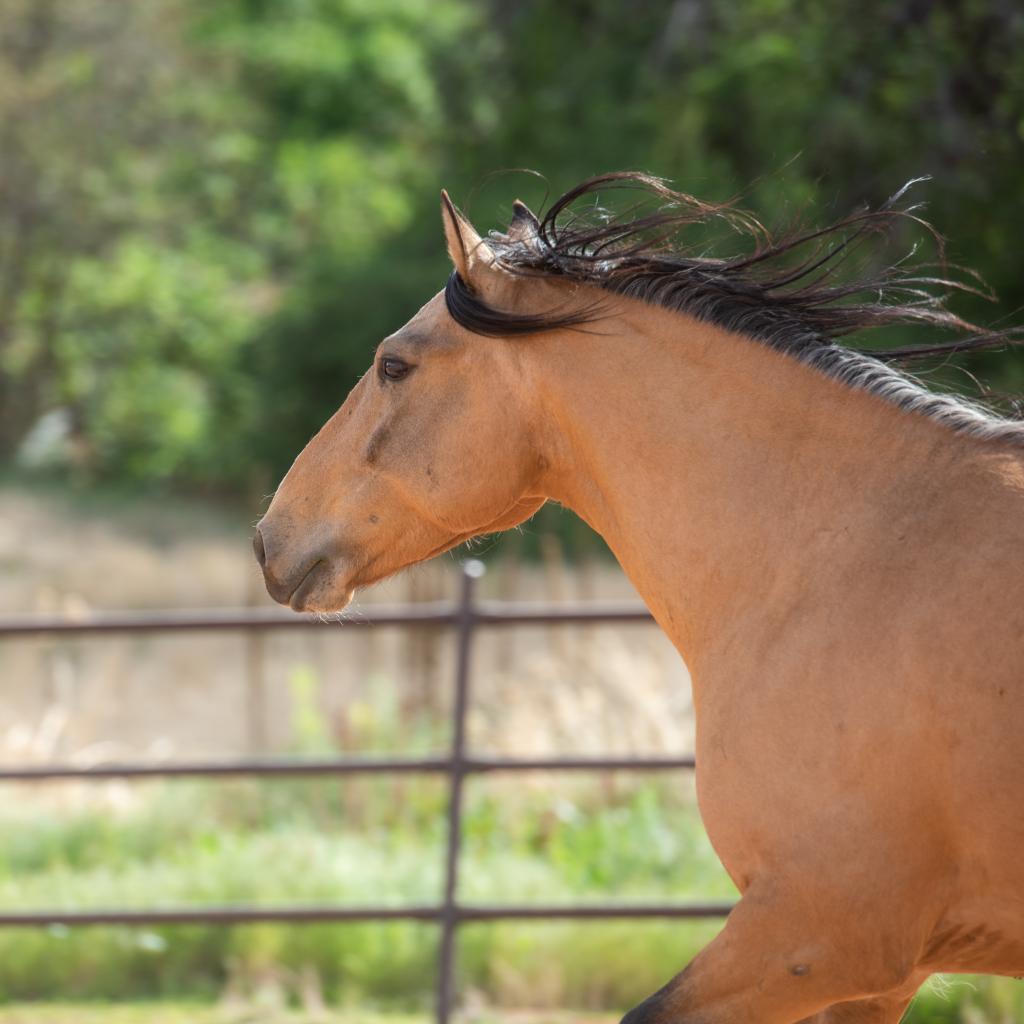 Enlarge Clancy, a Adoptable mixed breed in Kanab, UT image 5/6