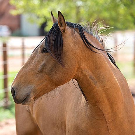 Enlarge Clancy, a Adoptable mixed breed in Kanab, UT image 6/6