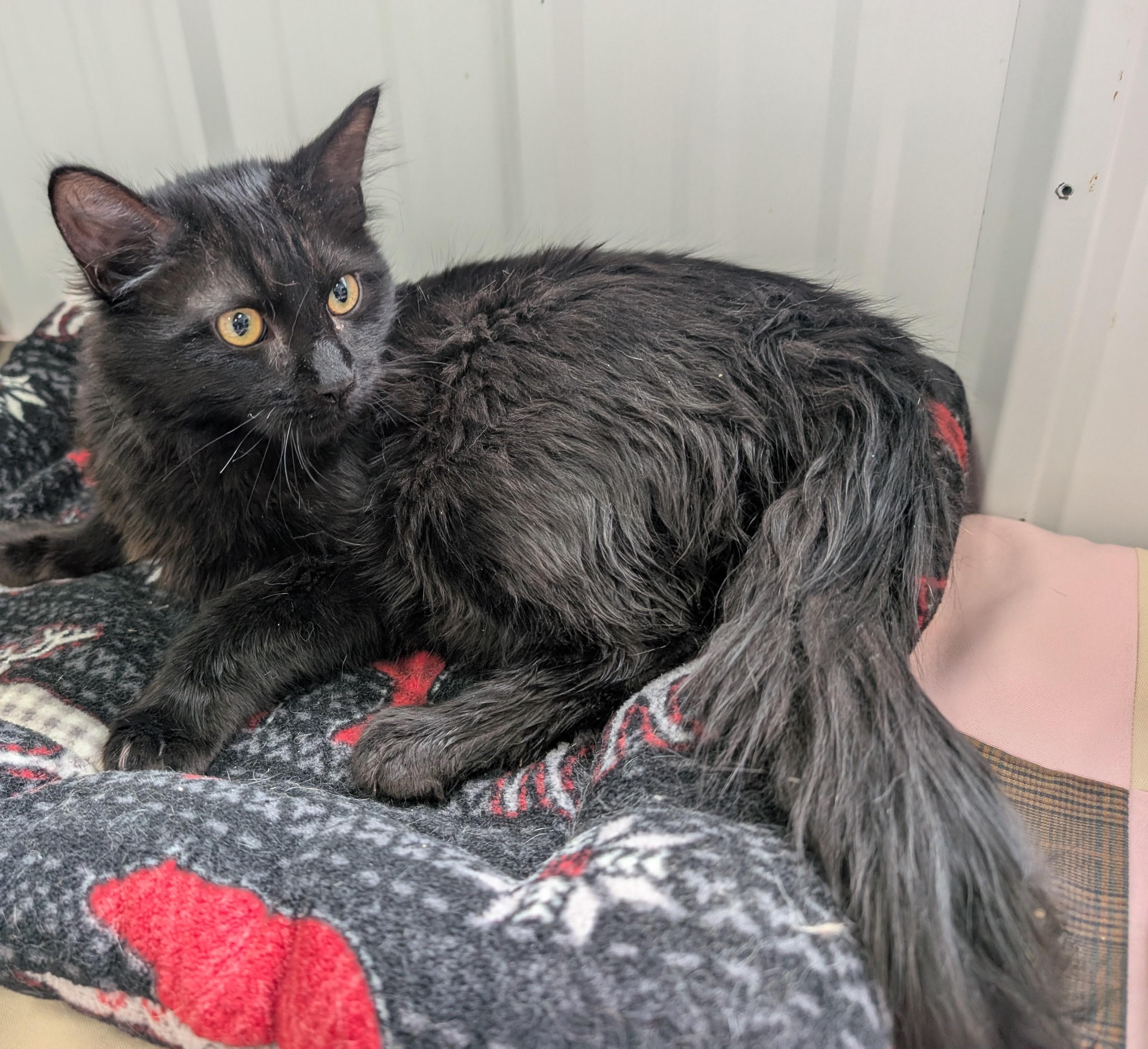 Enlarge Grit, an adopted Domestic Long Hair in New Ulm, MN image 1/2