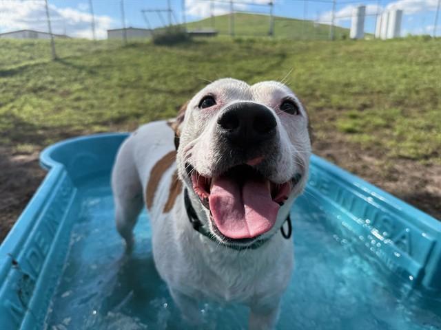 CORAL, Adoptable, Adult Female Pit Bull Terrier & Mixed Breed.