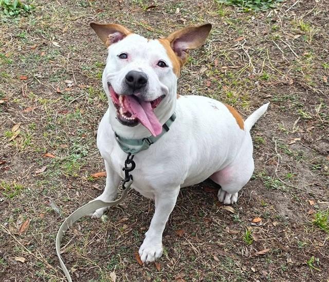 CORAL, Adoptable, Adult Female Pit Bull Terrier & Mixed Breed.