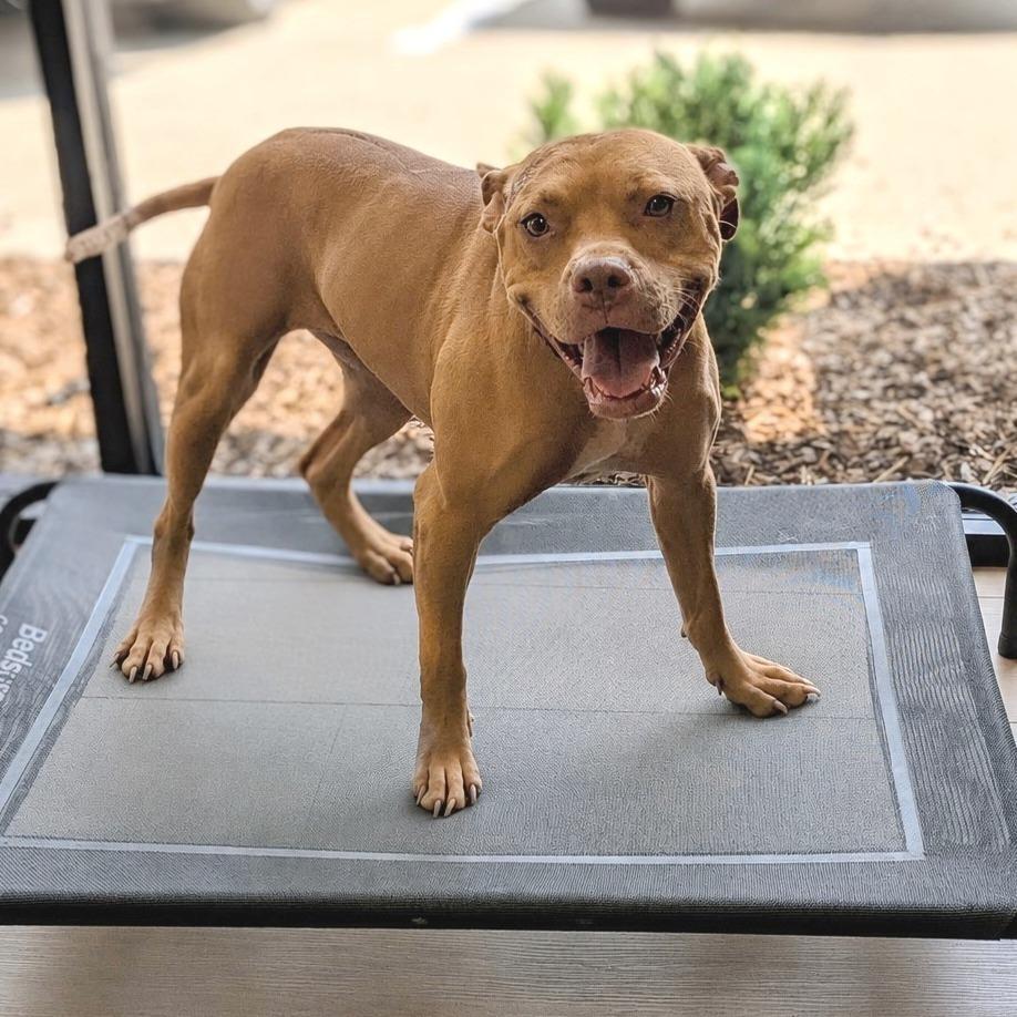 Olive, Adopted, Adult Female Pit Bull Terrier.
