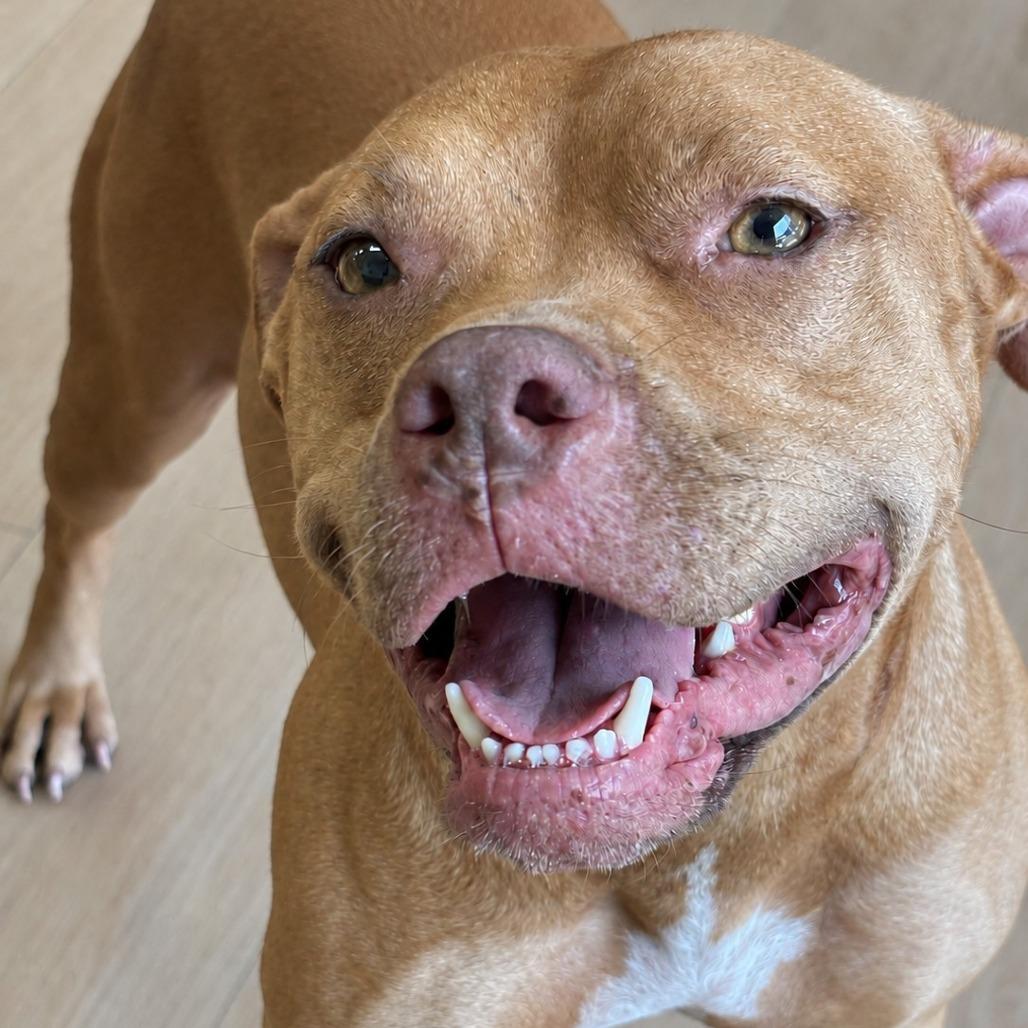 Enlarge Olive, a Adopted mixed breed in Helena, AL image 4/5