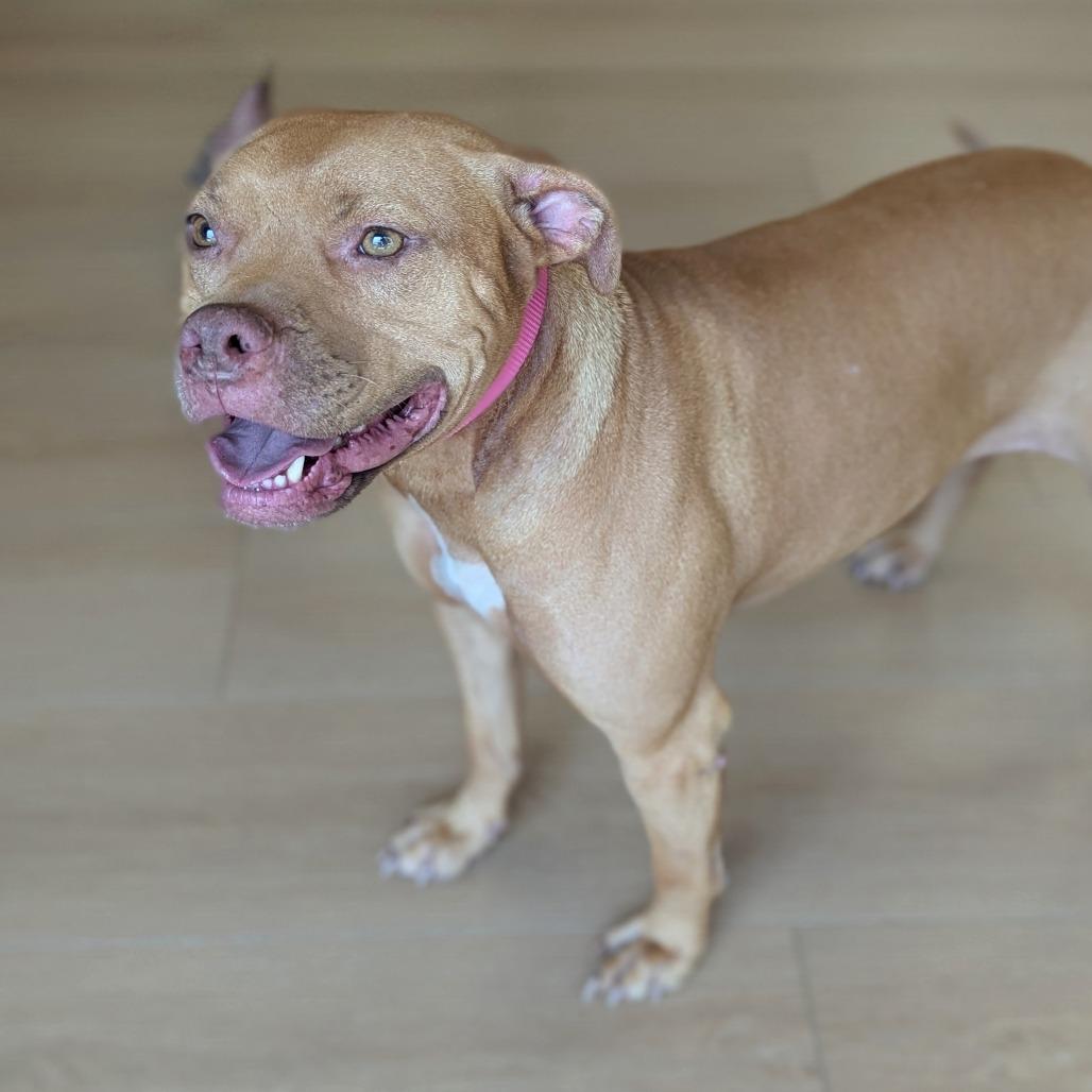 Enlarge Olive, a Adopted mixed breed in Helena, AL image 3/5
