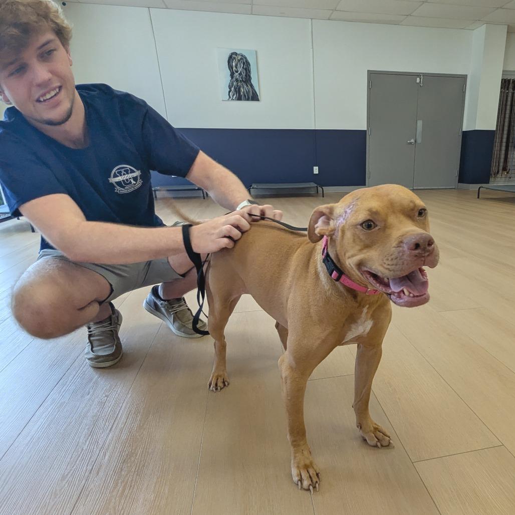 Enlarge Olive, a Adopted mixed breed in Helena, AL image 2/5