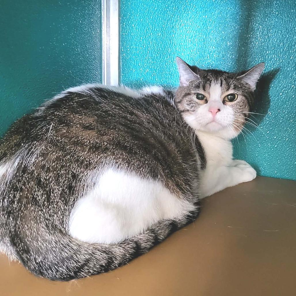 Leah, Adoptable, Adult Female Domestic Short Hair.