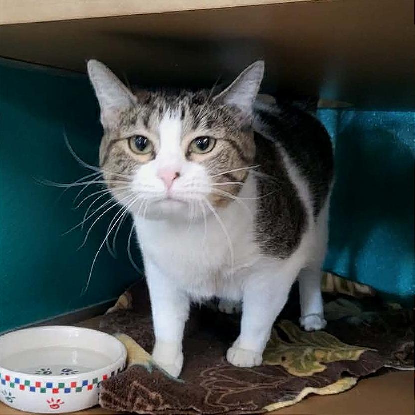 Enlarge Leah, a Adoptable Domestic Short Hair in Belleville, IL image 2/5