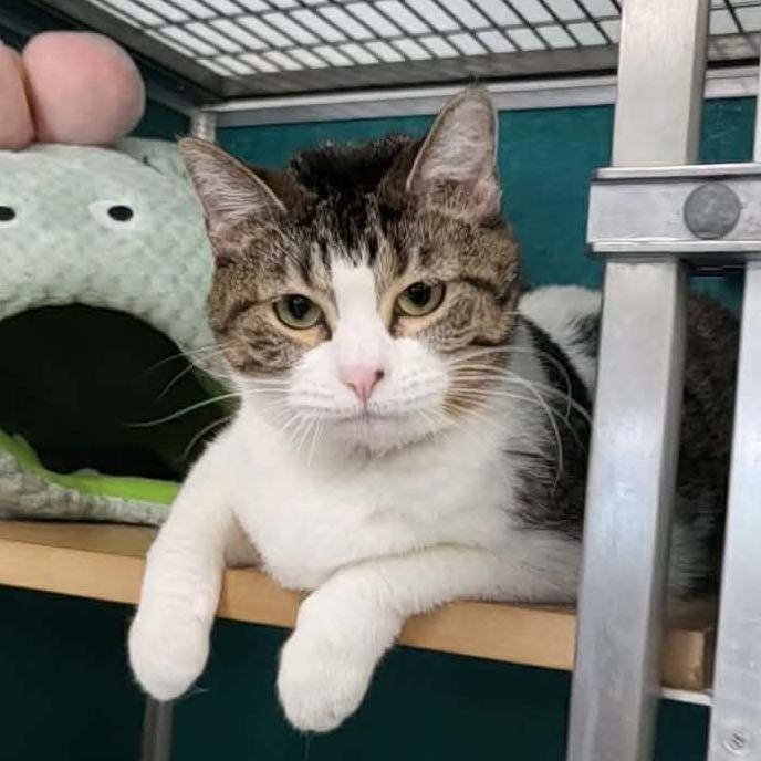 Enlarge Leah, a Adoptable Domestic Short Hair in Belleville, IL image 3/5