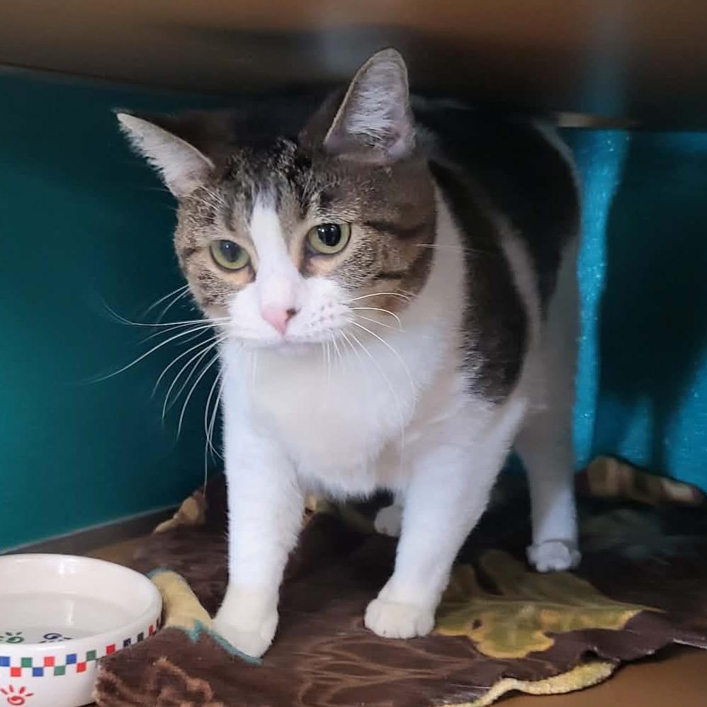 Enlarge Leah, a Adoptable Domestic Short Hair in Belleville, IL image 4/5