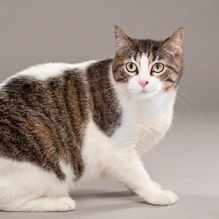 Enlarge Leah, a Adoptable Domestic Short Hair in Belleville, IL image 5/5