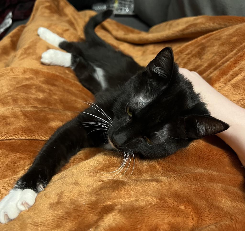 Mischief, Adoptable, Kitten Female Domestic Short Hair.