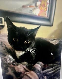 Enlarge Mischief, a Adoptable mixed breed in Parkville, MD image 1/3