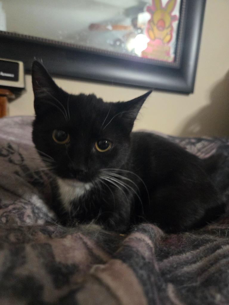 Enlarge Mischief, a Adoptable mixed breed in Parkville, MD image 2/3