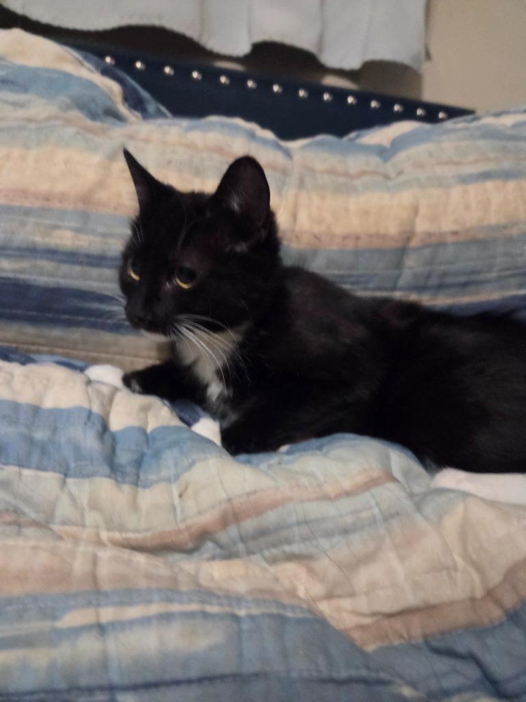 Enlarge Mischief, a Adoptable mixed breed in Parkville, MD image 3/3