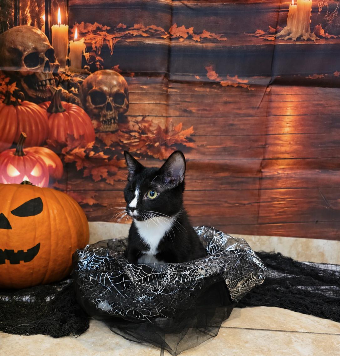 Enlarge China, a Adoptable Tuxedo in Gainesville, FL image 4/5
