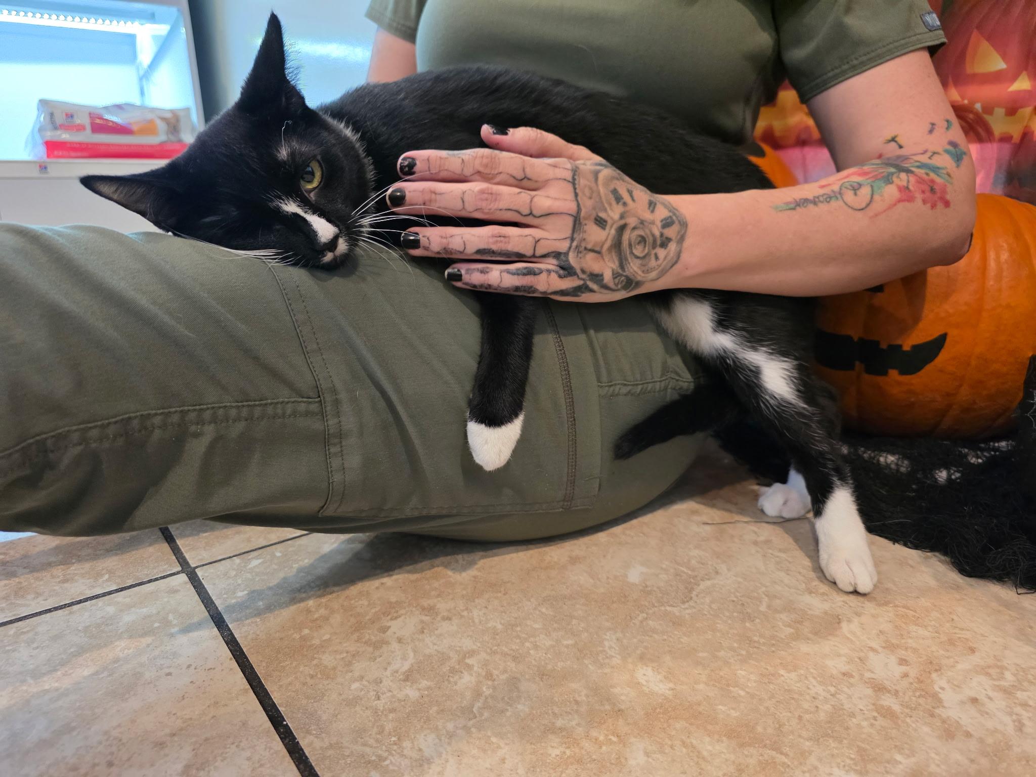 Enlarge China, a Adoptable Tuxedo in Gainesville, FL image 5/5