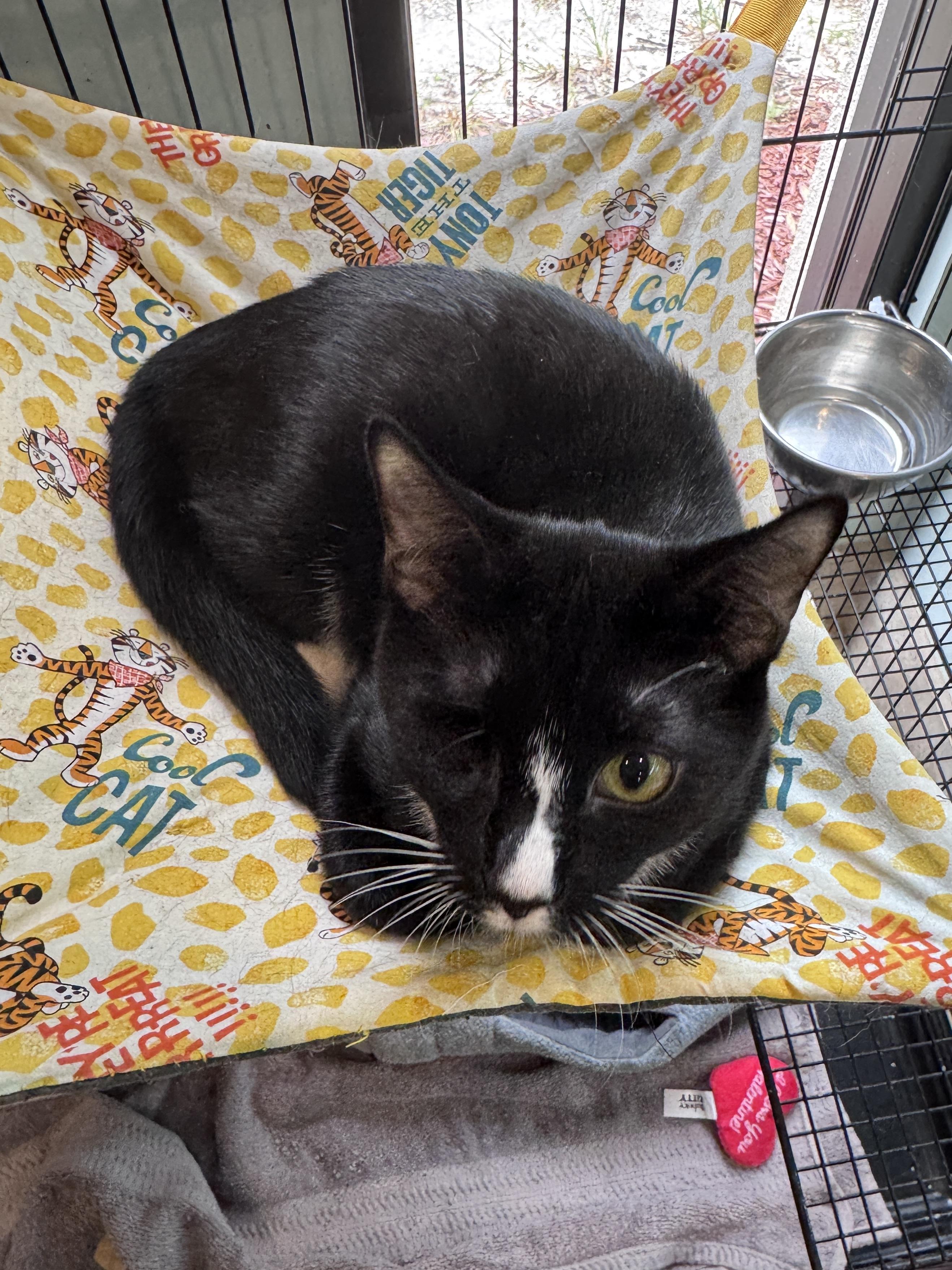 Enlarge China, a Adoptable Tuxedo in Gainesville, FL image 2/5