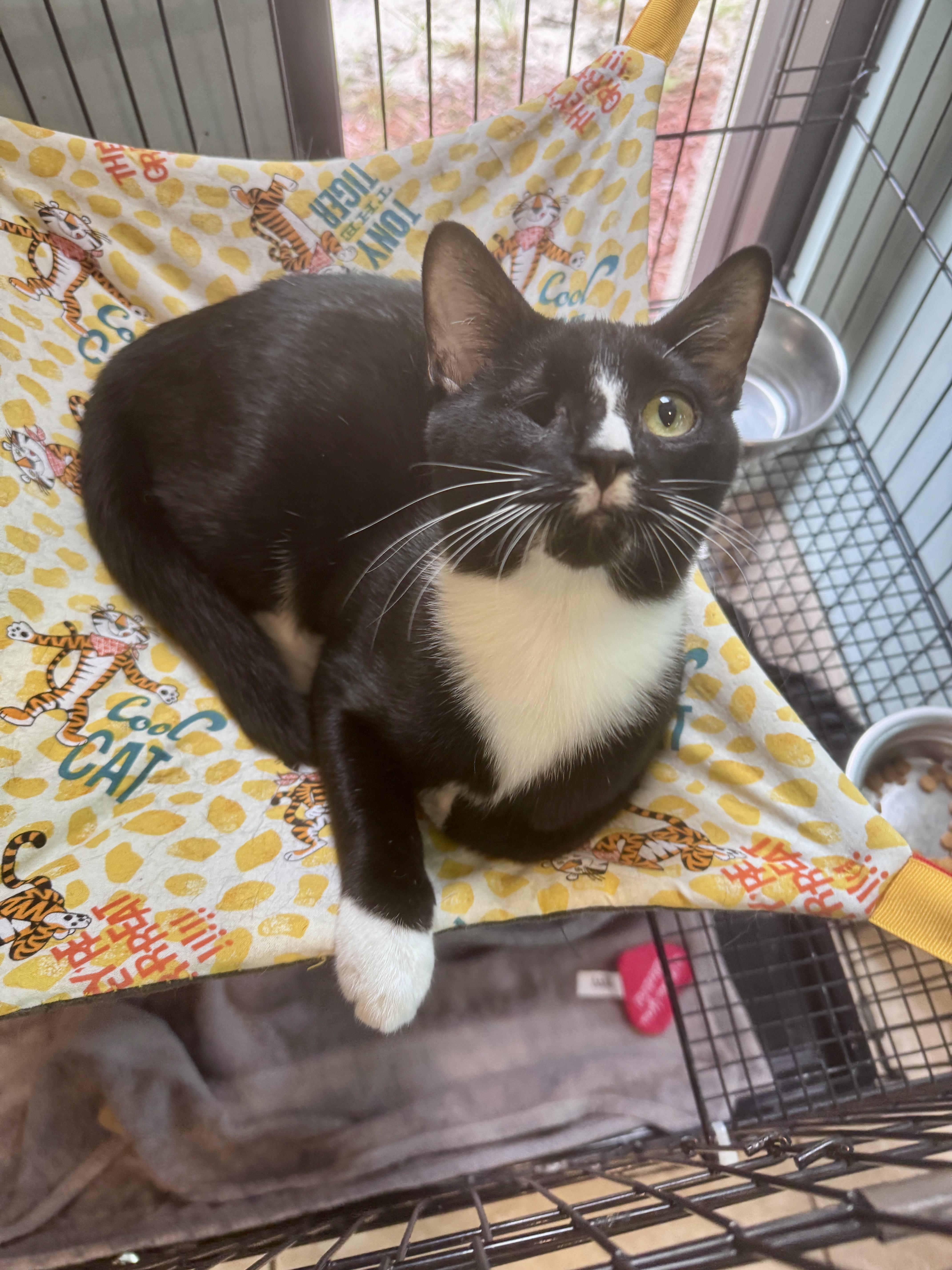 China, Adoptable, Young Female Tuxedo.