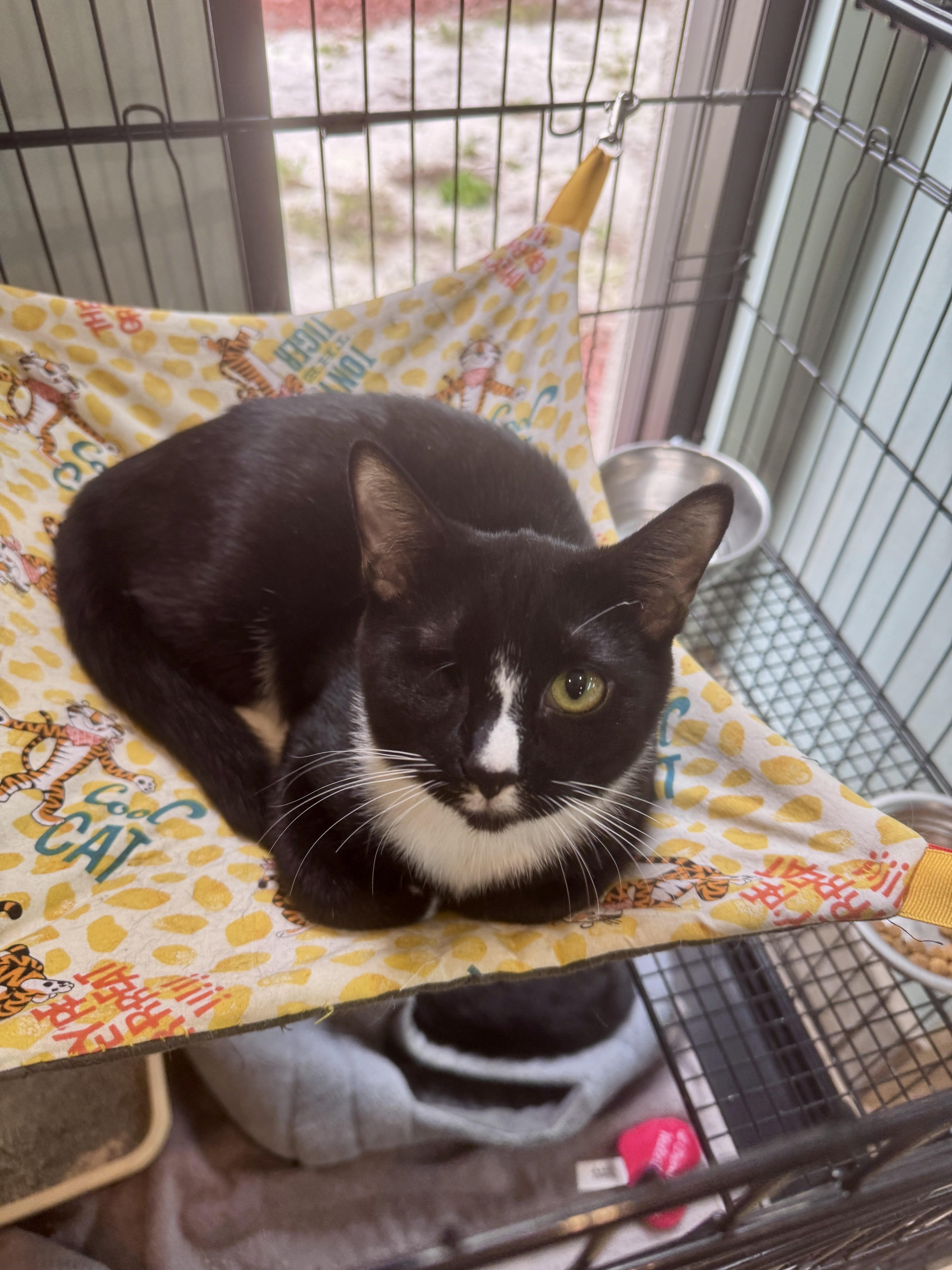 Enlarge China, a Adoptable Tuxedo in Gainesville, FL image 3/5