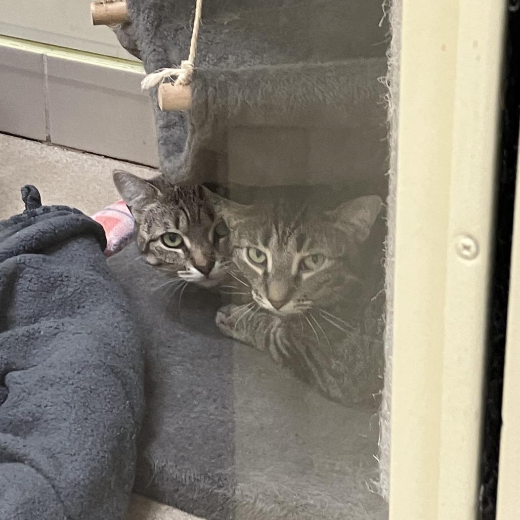 Enlarge Natalie, a Adoptable Domestic Short Hair in Burlington, ON image 1/3