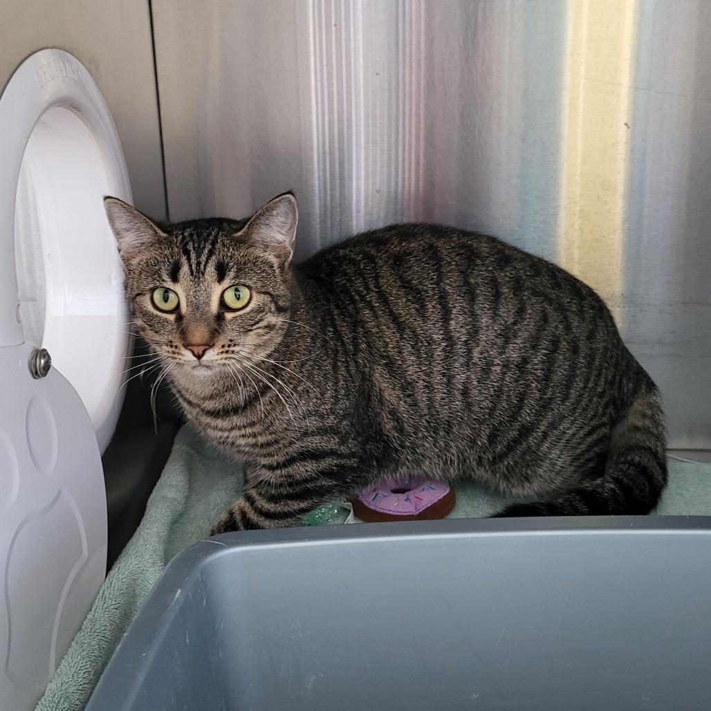 Natalie, Adoptable, Adult Female Domestic Short Hair.