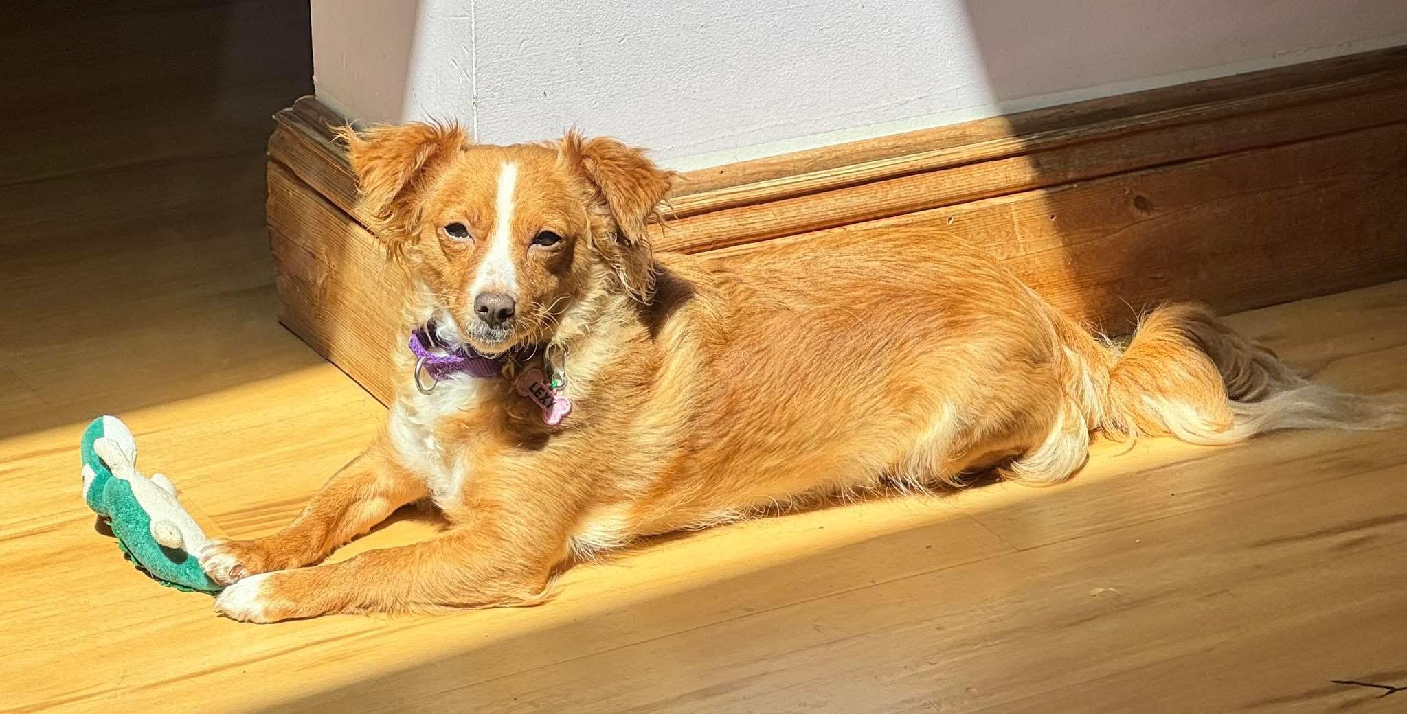 Firecracker, ADOPTABLE, Adult Female Chihuahua & Brittany Spaniel.