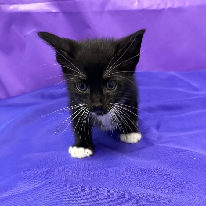 Icarus, Adoptable, Kitten Male Domestic Medium Hair.