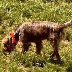 Rooster (Wellston, Ohio), Adoptable, Senior Male German Wirehaired Pointer.
