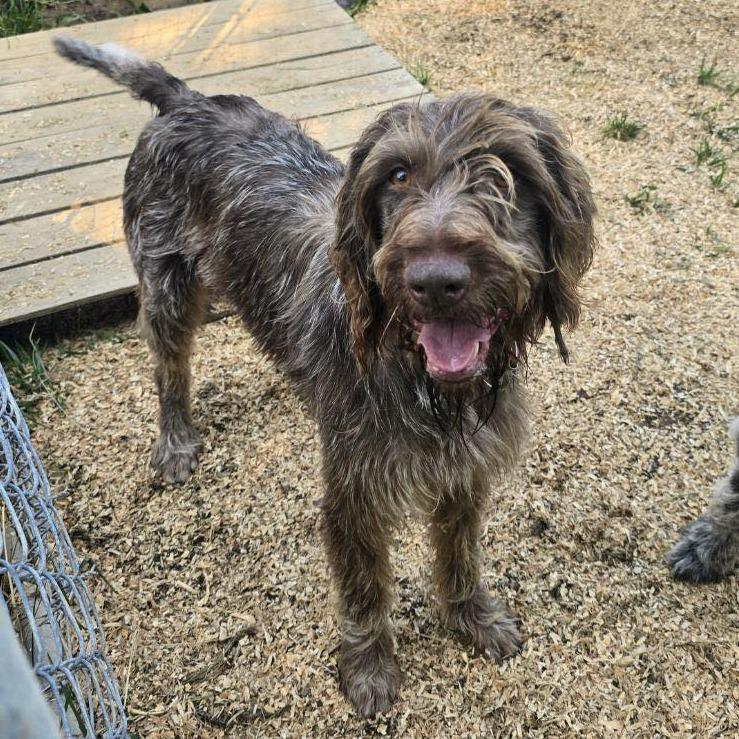Rooster (Wellston, Ohio), a Adoptable German Wirehaired Pointer in Santa Rosa, CA image 2/3