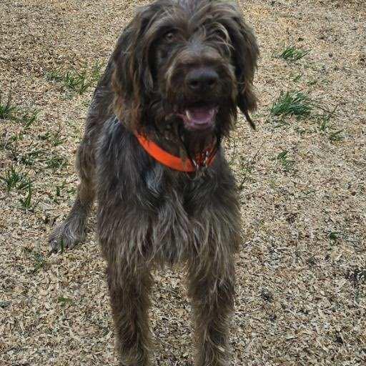 Rooster (Wellston, Ohio), a Adoptable German Wirehaired Pointer in Santa Rosa, CA image 3/3