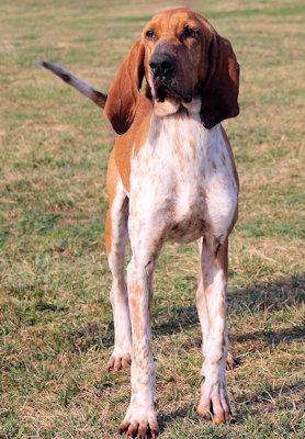 Enlarge Floyd (VA), an adopted English Coonhound in Williamsburg, VA image 2/3