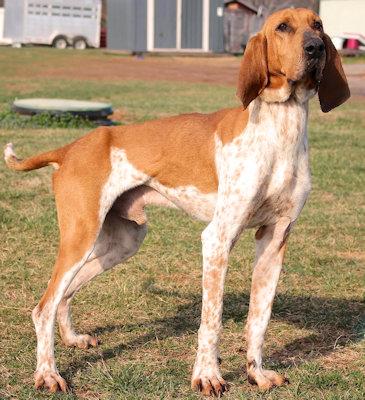 Enlarge Floyd (VA), an adopted English Coonhound in Williamsburg, VA image 3/3