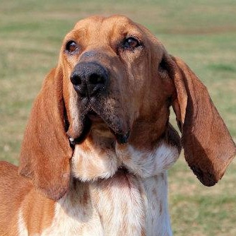 Floyd (VA), adopted, Young Male English Coonhound.