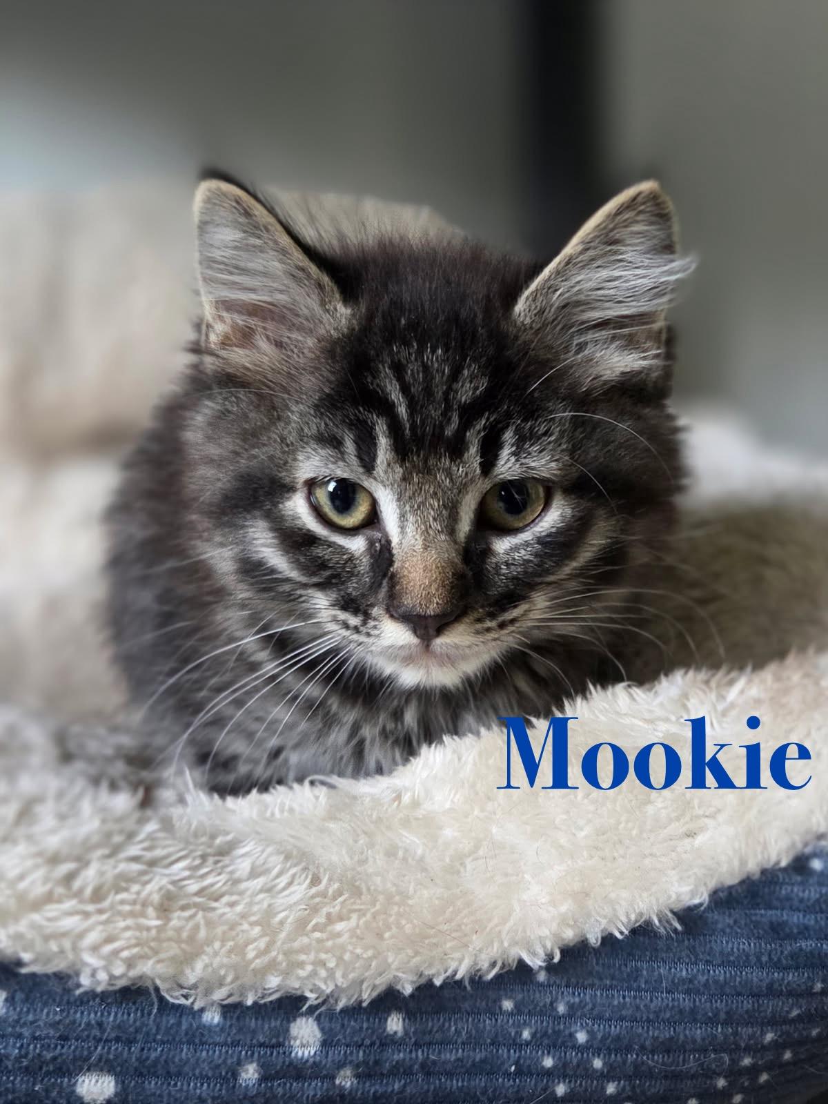 Mookie, Adoptable, Kitten Male Tabby.