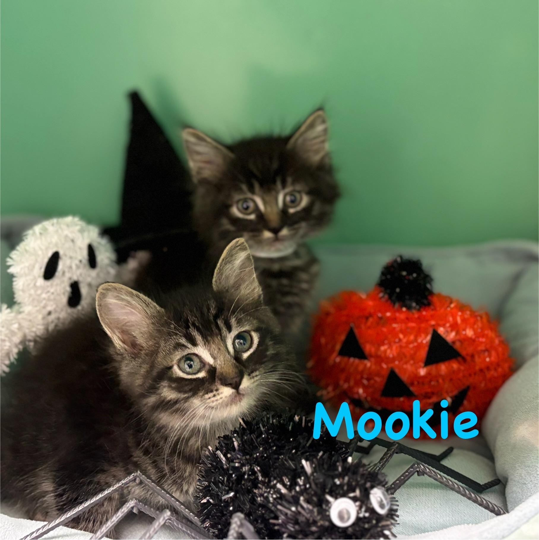 Mookie, a Adoptable Tabby in Crescent City, CA image 3/3