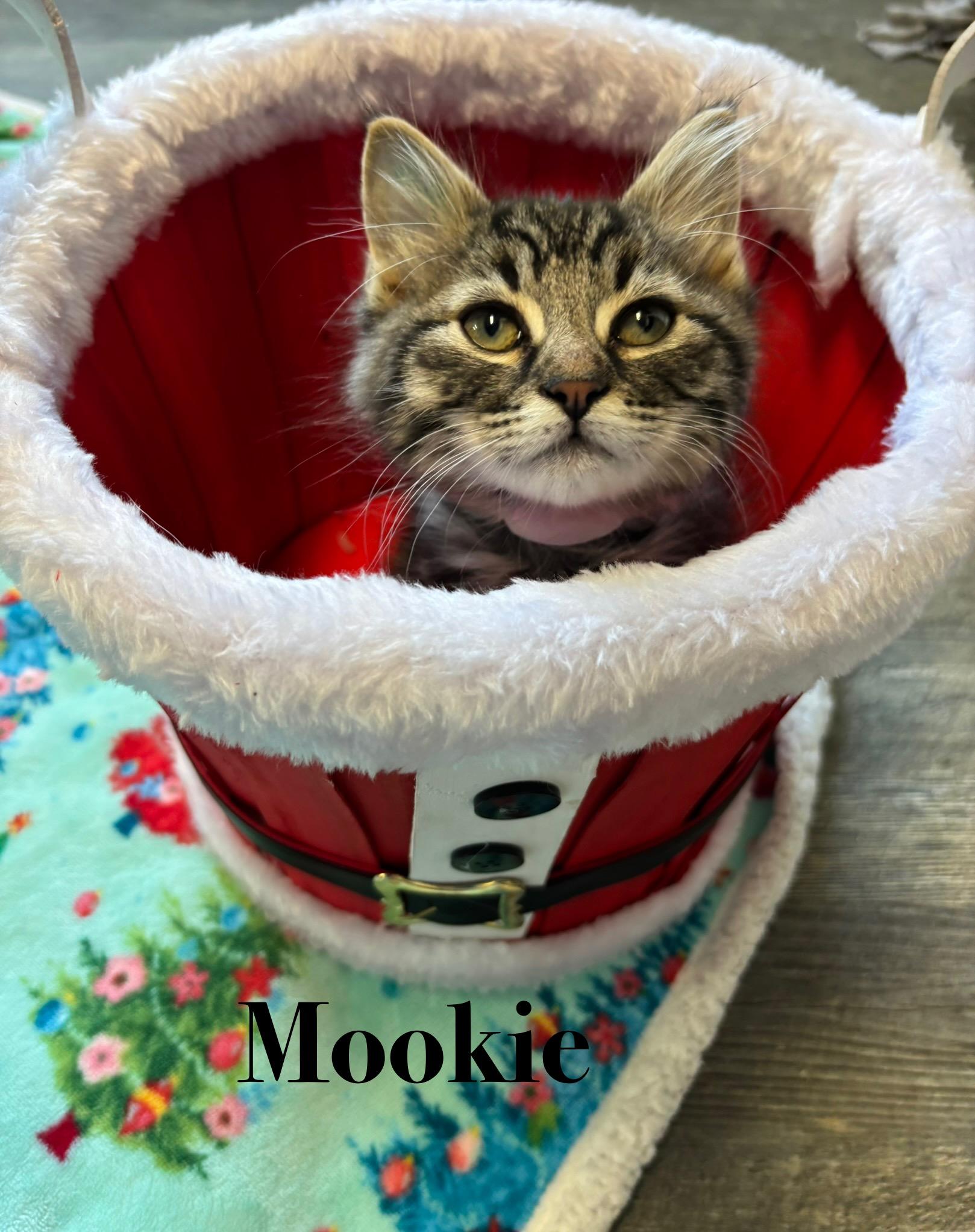 Mookie, a Adoptable Tabby in Crescent City, CA image 1/3