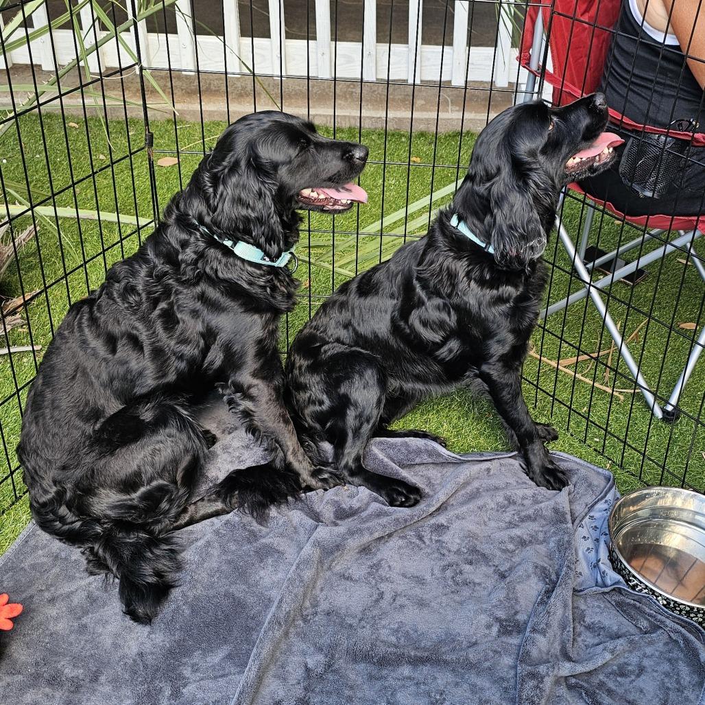 Enlarge Cinder, a Adoptable Mixed Breed in Myrtle Beach, SC image 2/3