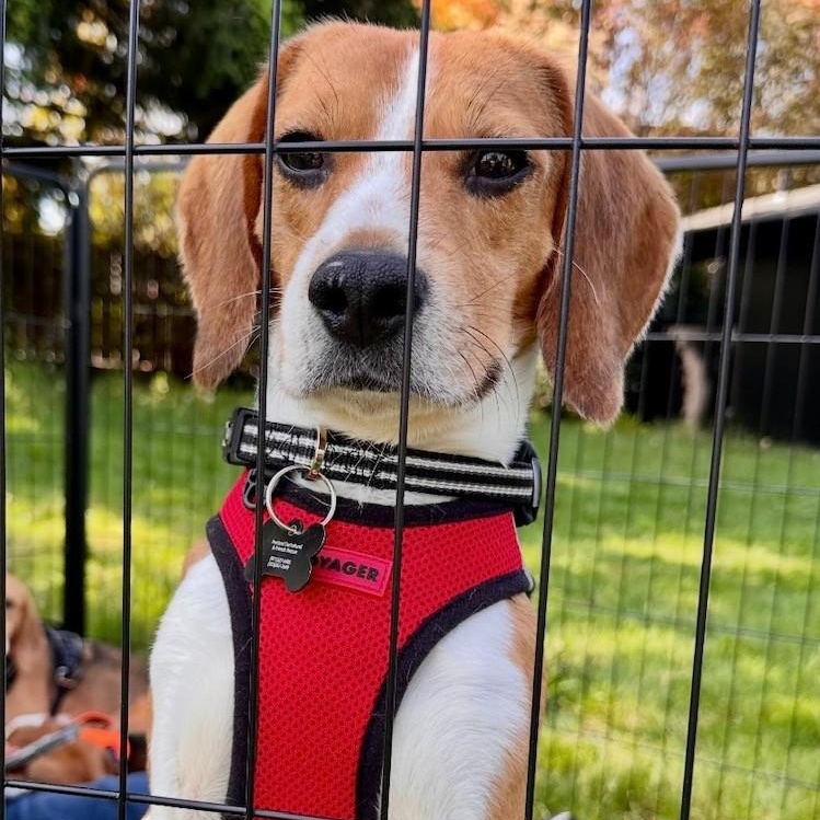 Enlarge Oliver (COMING SOON), a Adoptable Beagle in Portland, OR image 2/2