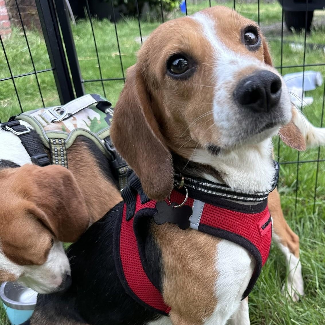 Oliver (COMING SOON), Adoptable, Young Male Beagle.
