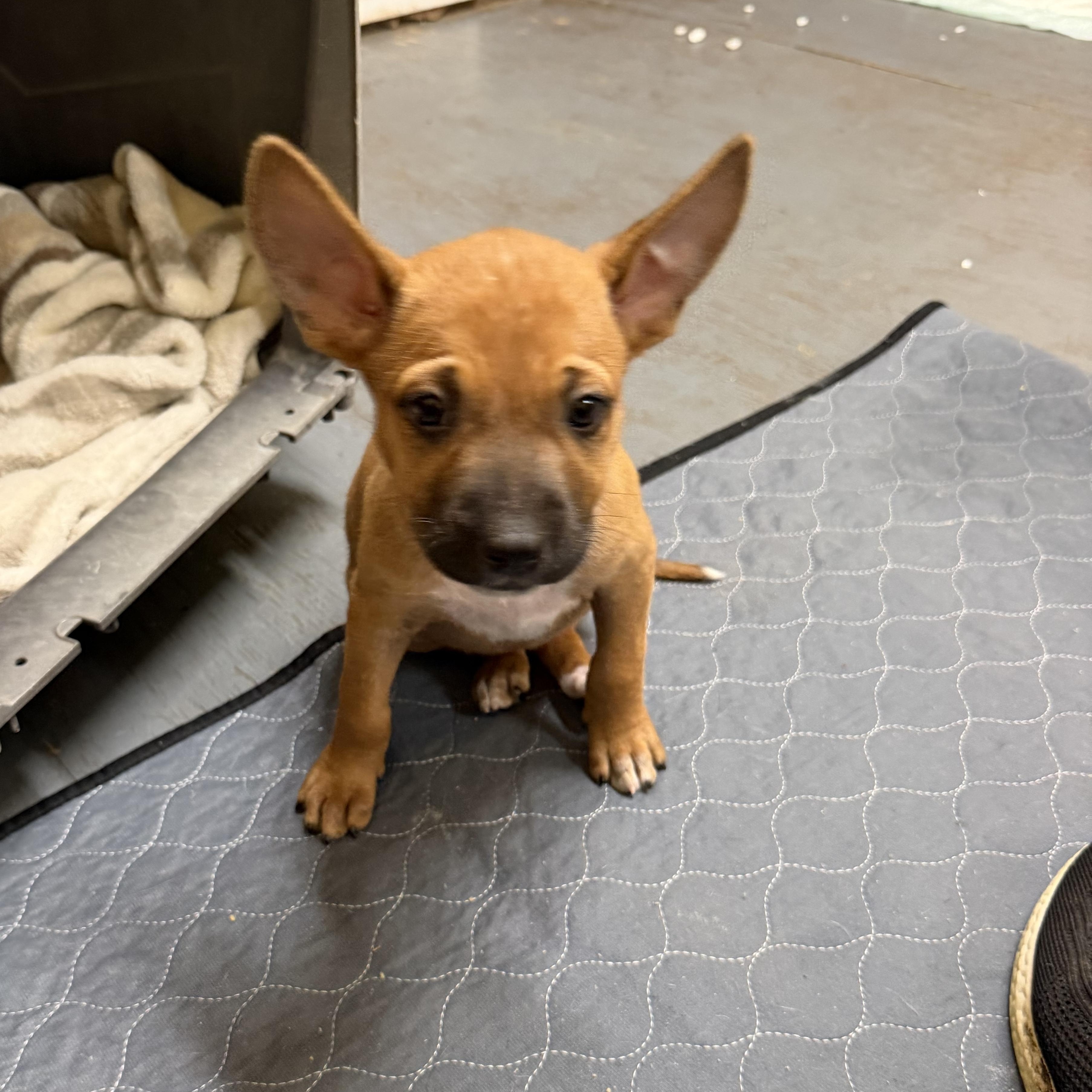 Enlarge Zoe, a Adoptable mixed breed in Mission, TX image 3/5