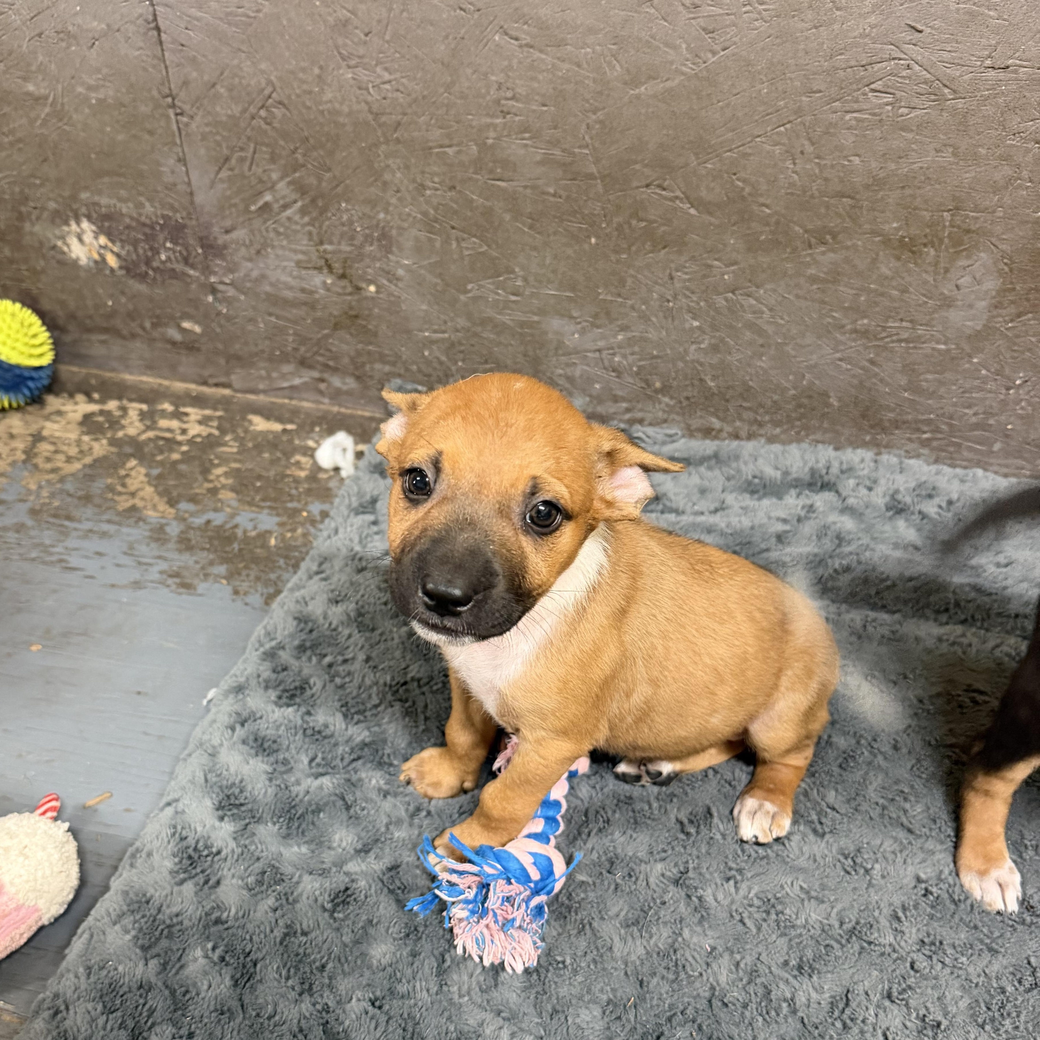 Enlarge Zoe, a Adoptable mixed breed in Mission, TX image 5/5