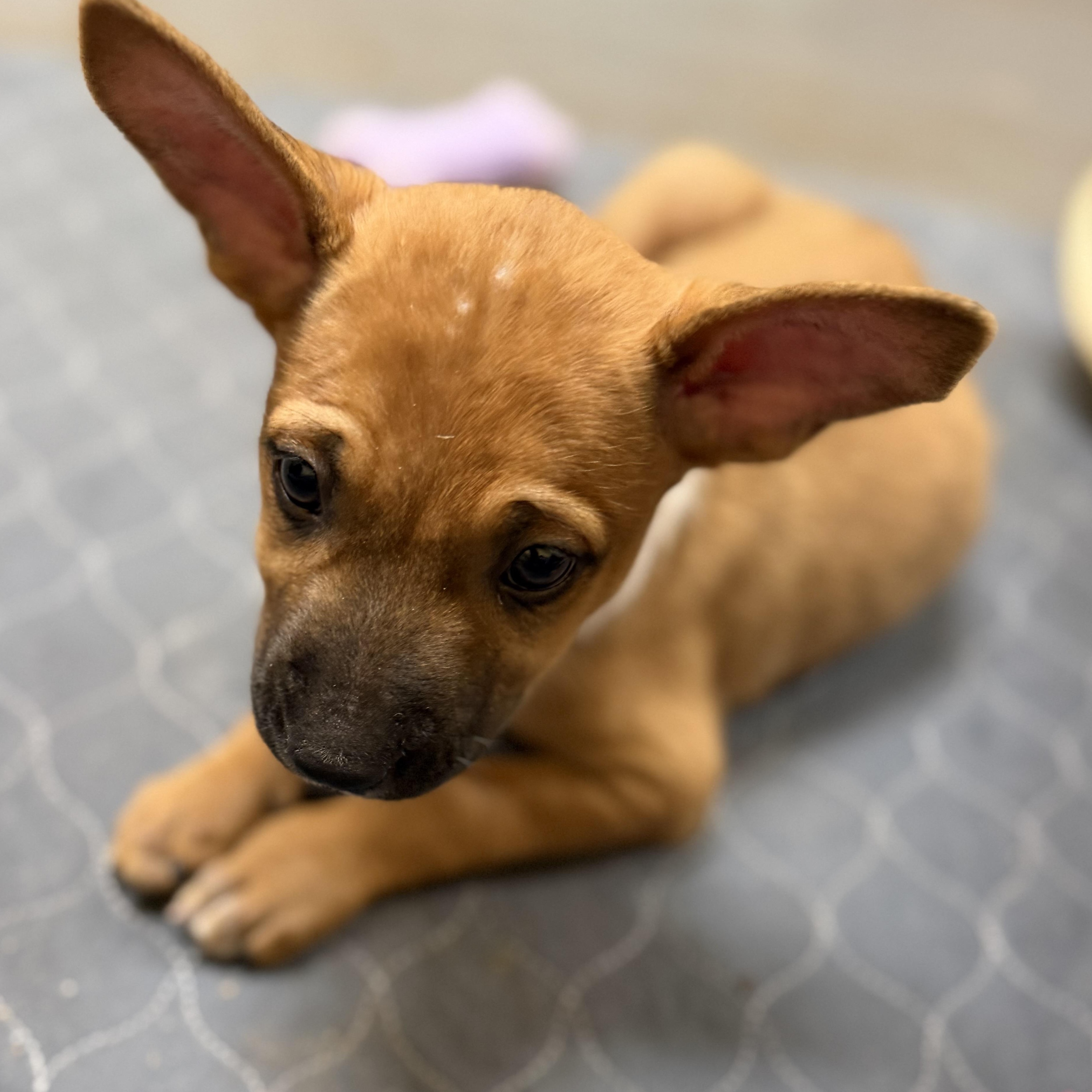 Enlarge Zoe, a Adoptable mixed breed in Mission, TX image 2/5