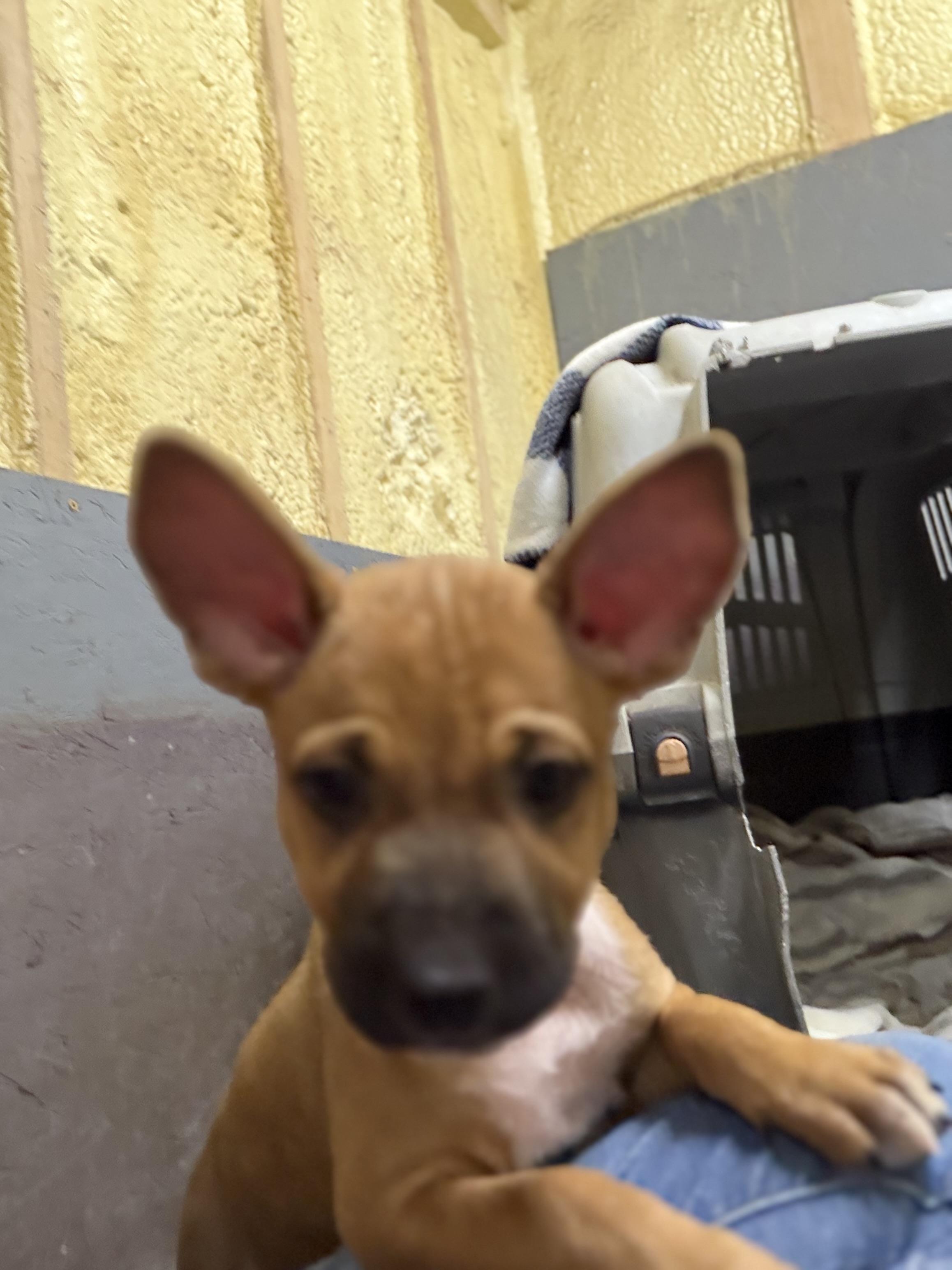 Enlarge Zoe, a Adoptable mixed breed in Mission, TX image 1/5